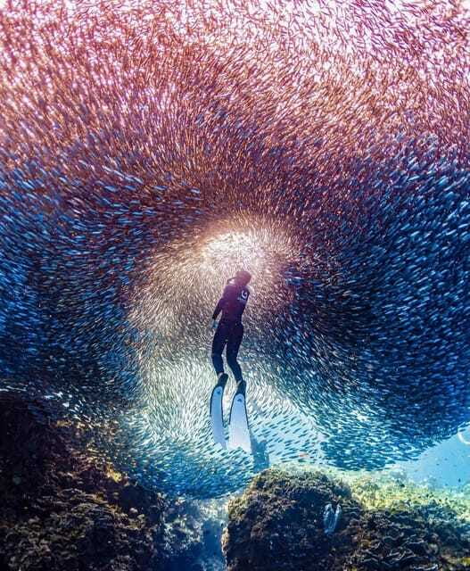 Bohol: Guided Sardine Reef Snorkeling Experience - Price and value: is $38 worth it in real life?