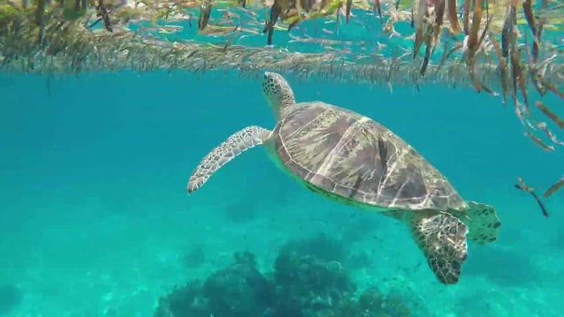 Bohol Island Hopping Tour (Private Tour) - Key highlights you will care about