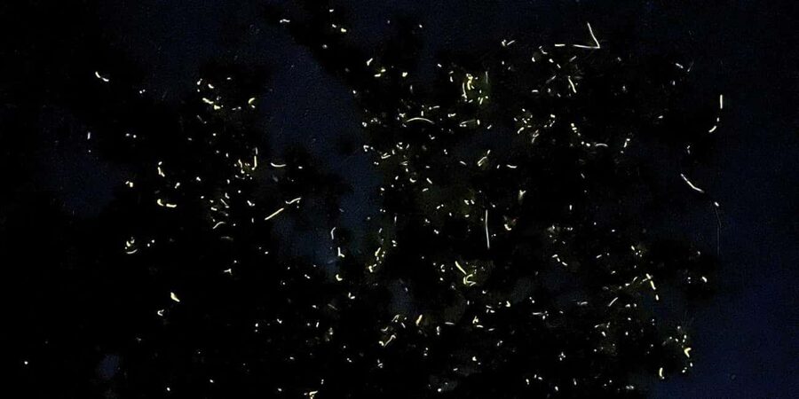 Bohol: Loboc River Firefly Watching Shared Tour - The 1-hour van ride: use it to manage night energy