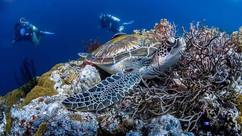 Bohol: Pamilacan Island Dolphin/Turtle Watching Tour & Lunch - Small-group feel and the difference it makes