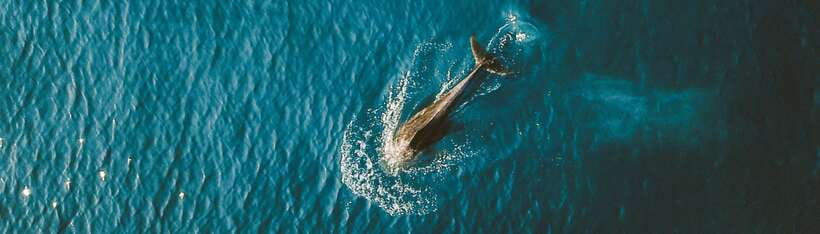 Bohol: Pamilacan Island Dolphin/Turtle Watching Tour & Lunch - Why Pamilacan feels more like a day in island life
