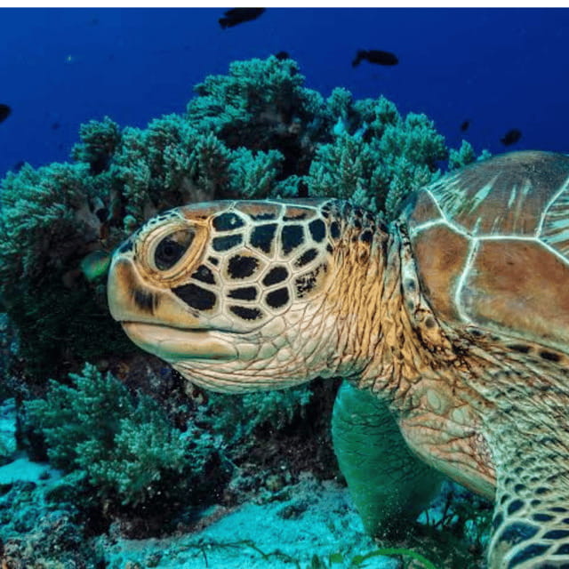 Bohol: Panglao Island Hopping Tour with Snorkeling (Private) - Best for: who this Panglao tour suits best