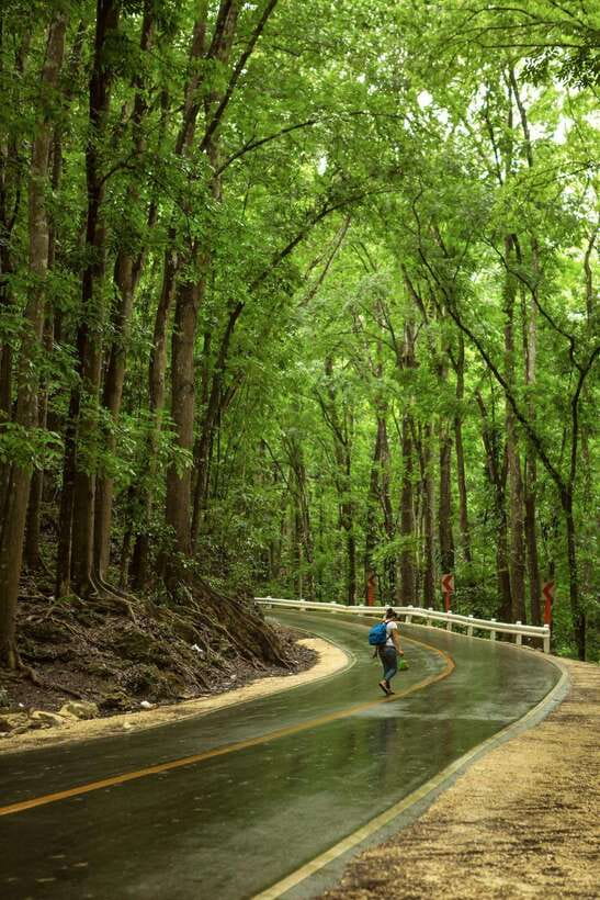 Bohol: Premium Chocolate Hills, Tarsiers & River Experience - Man-Made Forest Stop: A Breather Under Mahogany Trees