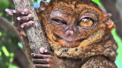 Premium Chocolate Hills, Tarsiers & River Experience