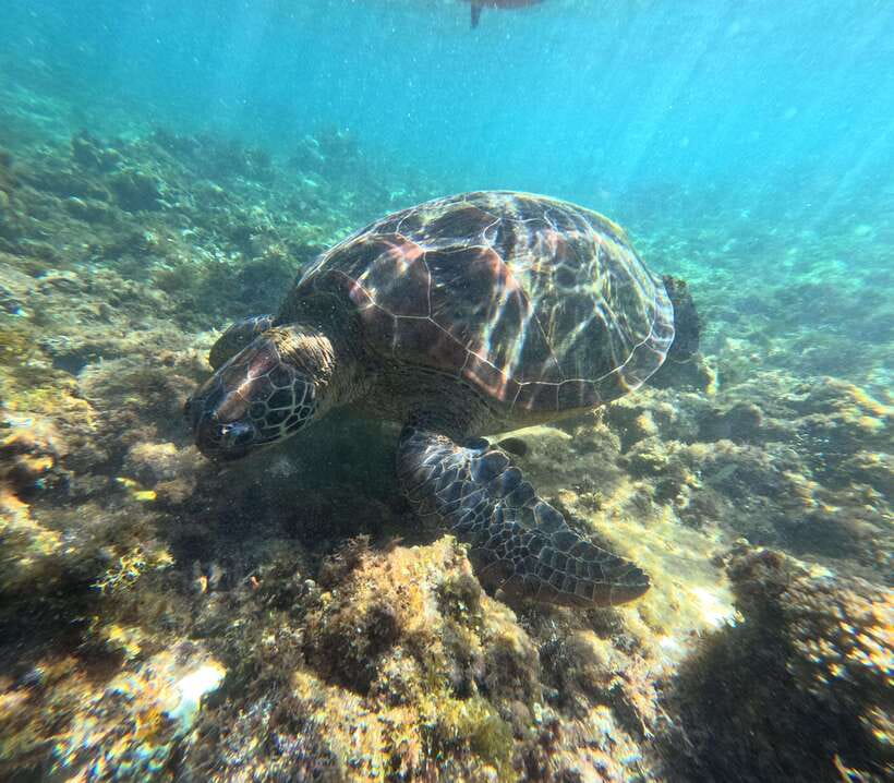Bohol PREMIUM PAMILACAN Island Tour - Island hopping stops that actually feel like island time