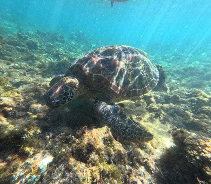 Bohol PREMIUM PAMILACAN Island Tour - Who this tour is best for (and who should skip)