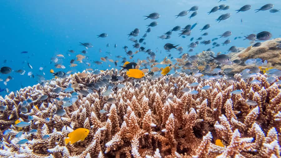 Bohol: Private Balicasag Tour with extra snorkeling time - Key highlights at a glance