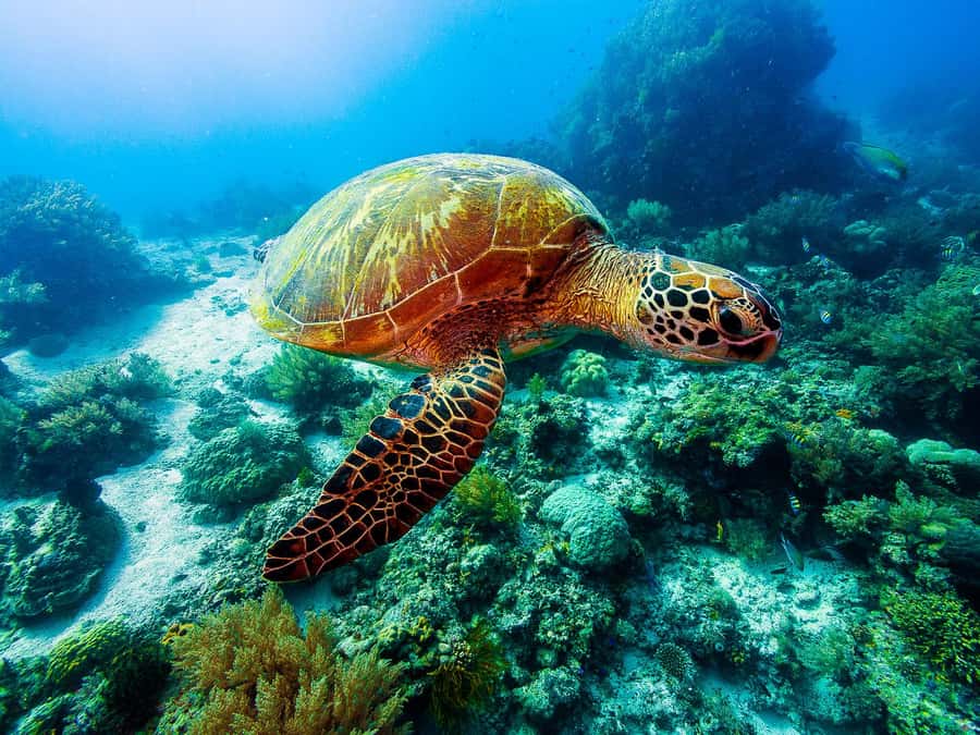 Bohol: Private Balicasag Tour with extra snorkeling time - Getting to Balicasag: private boat comfort plus local know-how