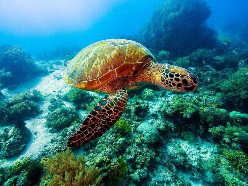 Bohol: Private Balicasag Tour with extra snorkeling time - Weather, tides, and crowd levels: what can change your day