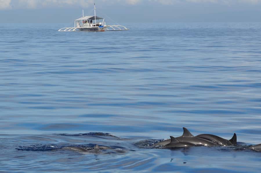 Bohol: Private Balicasag Tour with extra snorkeling time - Virgin Island sandbar timing, and the big closure you should plan for