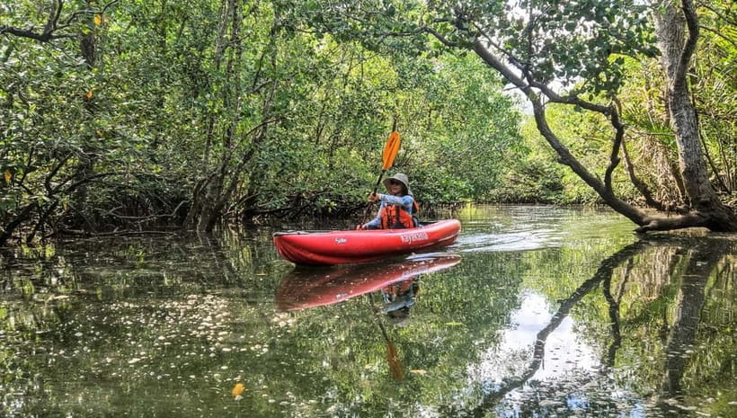 Bohol: SUSTAINABLE Mangrove Tunnels & Firefly Kayaking trail - Getting picked up in Bohol and easing into kayaking
