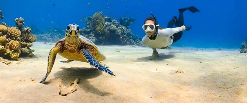 Bohol: Swim with Sea Turtles, Dolphins & Island Hopping Tour - Balicasag Island Snorkeling for Sea Turtles and Coral Fish