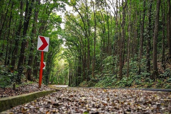 BOHOL Tour 2026 - Chocolate Hills, Tarsier and River Cruise Lunch - A full Bohol day that doesn’t feel like a checklist