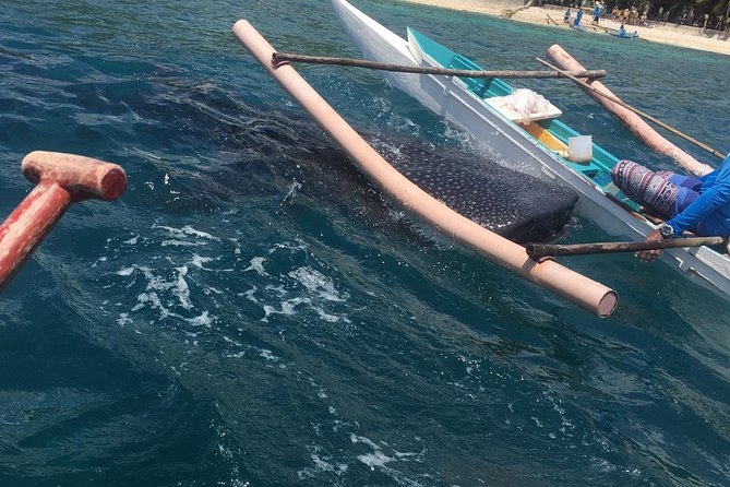 Bohol Whaleharks Interaction & Bohol Countryside Tour with Lunch (Cebu or Bohol) - Key Things to Know Before You Go