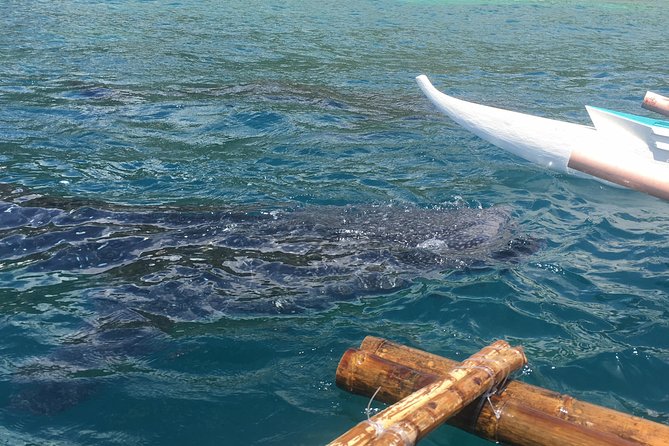 Bohol Whaleharks Interaction & Bohol Countryside Tour with Lunch (Cebu or Bohol) - Whale Sharks, Breakfast-Style Timings, and the Rules You Must Follow