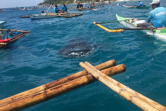 Bohol Whaleharks Interaction & Bohol Countryside Tour with Lunch (Cebu or Bohol) - Snorkeling With Whale Sharks: What Your 30 Minutes Is Really Like