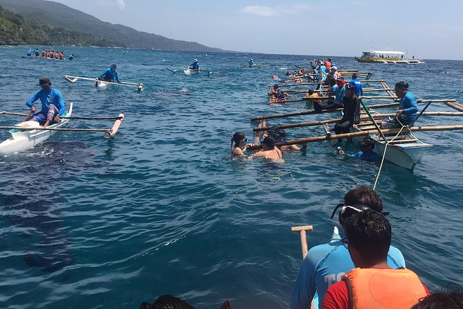 Bohol Whaleharks Interaction & Bohol Countryside Tour with Lunch (Cebu or Bohol) - Should You Book This Whale Shark and Bohol Countryside Tour?