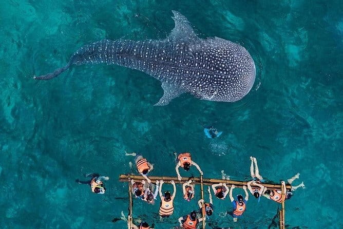 Budgeted Bohol Whale Shark - Key things to know before you go