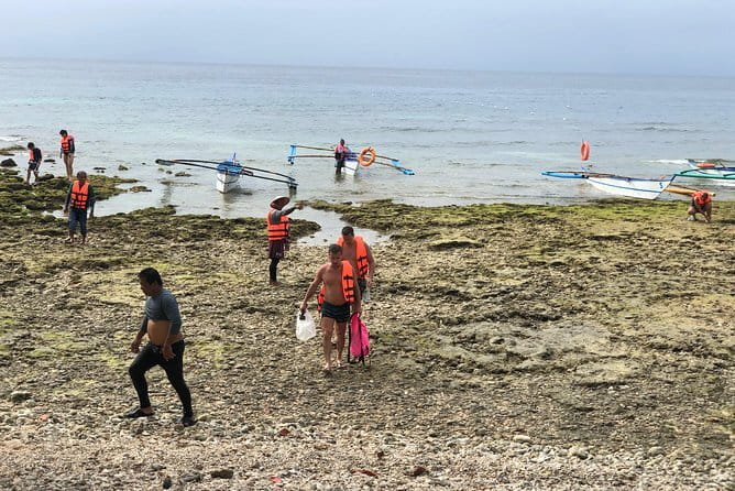 Budgeted Bohol Whale Shark - Who this tour fits best in Bohol, and who should think twice