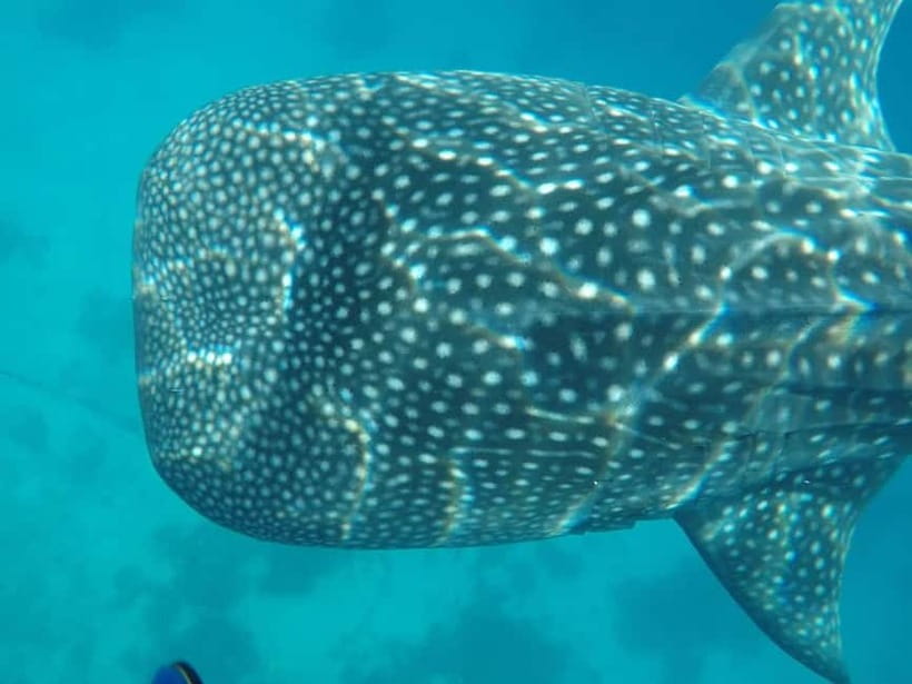 Cebu: 2-Day Private Tour Moalboal and Oslob - Day 1: Kawasan Falls, then Moalboal sardines and turtles snorkel