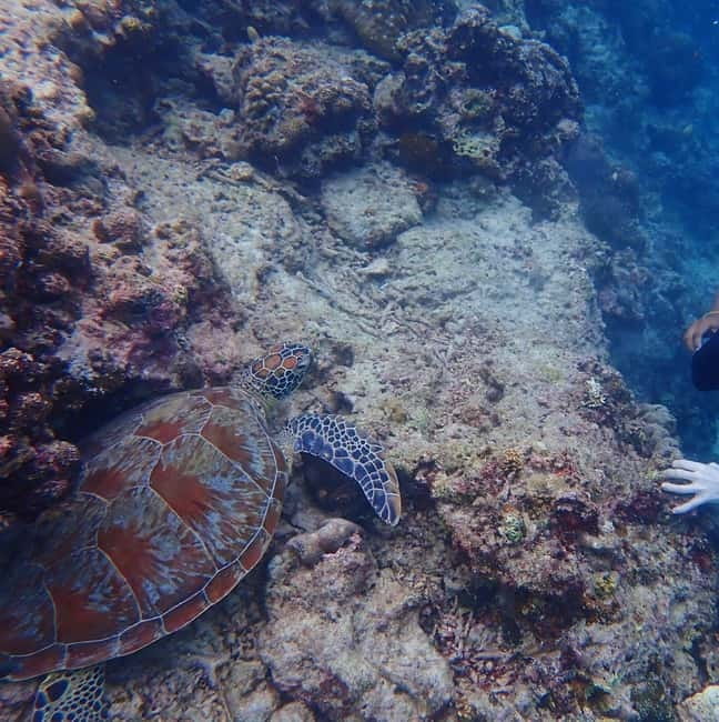 Cebu: 2-Day Private Tour Moalboal and Oslob - Day 2: Moalboal pickup at 6:00 AM and the Oslob whale shark swim