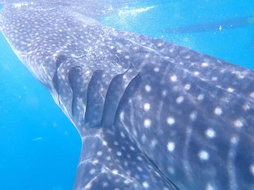 Cebu: 2-Day Private Tour Moalboal and Oslob - Should you book it? My honest take