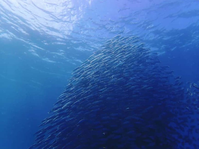 Cebu: 2-Day Private Tour Moalboal and Oslob - Panagsama sunset and a night you can actually enjoy