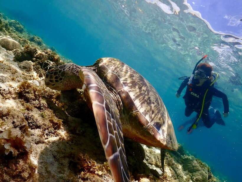 Cebu: Beach Scuba Diving Experience - 1-2 Underwater Sessions: Sardine Schools, Reef Fish, and Turtle Chances