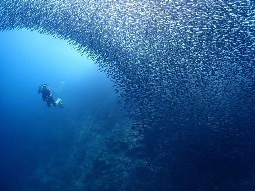 Cebu: Beach Scuba Diving Experience - GoPro Photos and the After-Session Details That Make This Worth $47