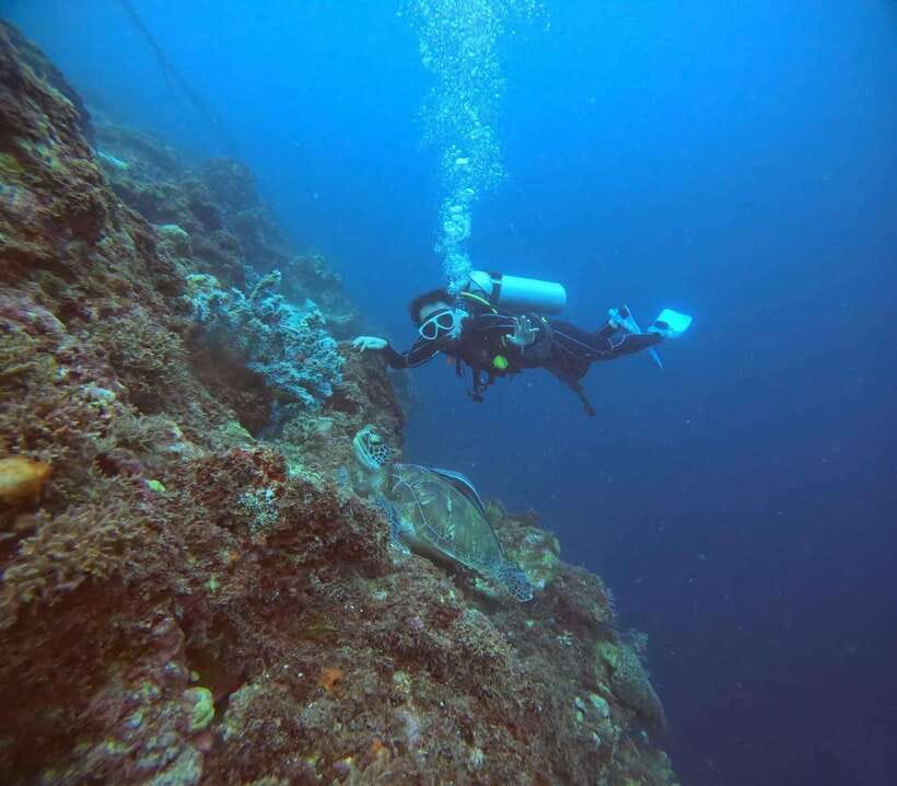 Cebu: Beach Scuba Diving Experience - Marine-Life Etiquette: How to Protect Animals and Still Have a Great Time