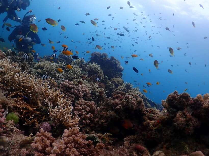 Cebu: Beach Scuba Diving Experience - Should You Book This Cebu Beach Underwater Session?
