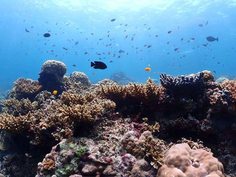 Cebu: Boat Diving Two Dive Tour in Olango Island - Gear, GoPro media, and why the setup feels low-stress