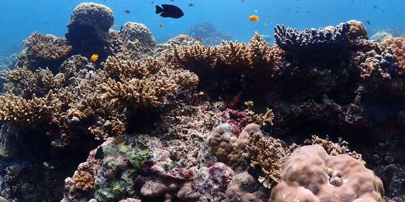 Cebu: Boat Diving Two Dive Tour in Olango Island - Who this Olango Island tour suits best