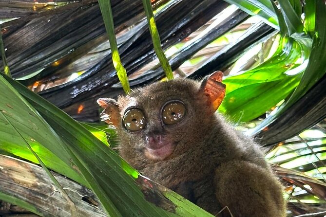 Cebu-Bohol Day Tour + Ferry Tickets - Key highlights at a glance