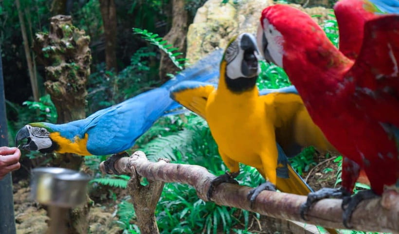Cebu:Cebu Safari Adventure Park Day Trip - Cebu Safari Adventure Park: the day plan in plain English