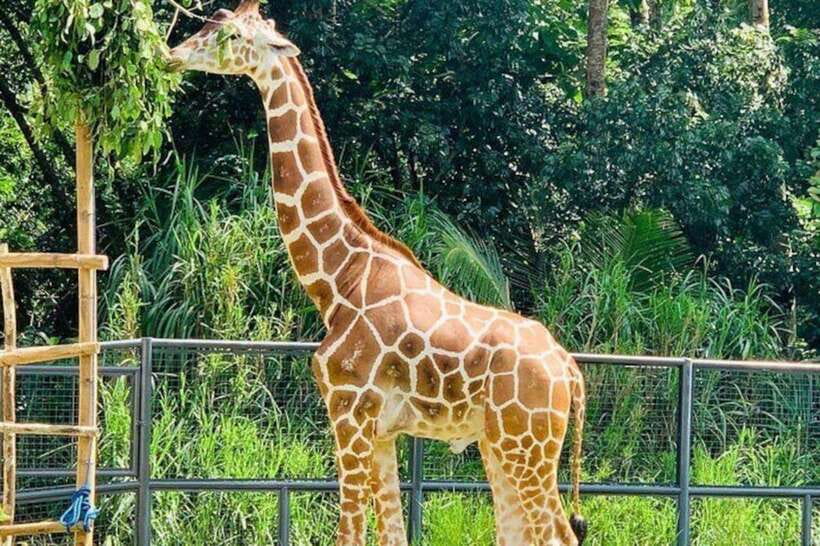 Cebu:Cebu Safari Adventure Park Day Trip - Hotel pickup and private transport, where the real value hides