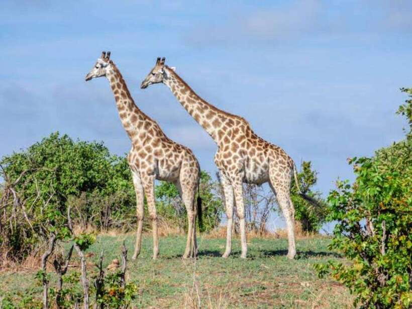 Cebu:Cebu Safari Adventure Park Day Trip - Animal encounters and feeding sessions, fun with an ethical reality check