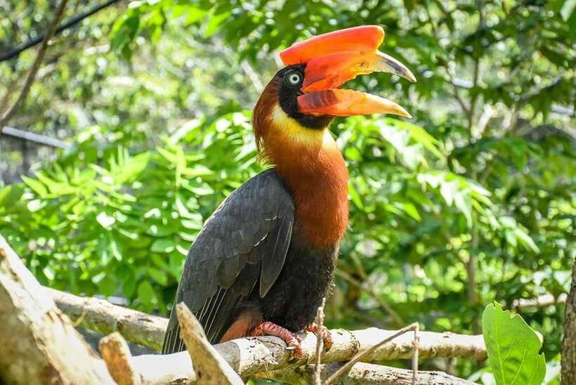 Cebu:Cebu Safari Adventure Park Day Trip - Animal show timing: tiger sessions and the Bird Show plan