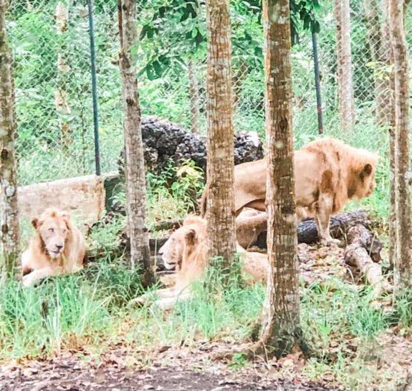 Cebu:Cebu Safari Adventure Park Day Trip - Meals and breaks: what you get on-site, and what you must bring