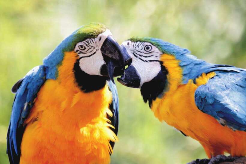 Cebu:Cebu Safari Adventure Park Day Trip - Getting the most out of the 6 hours inside the park