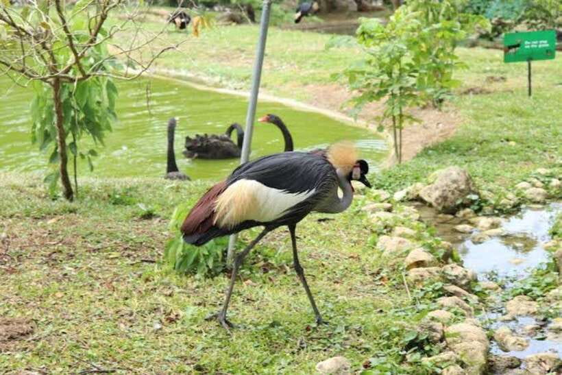 Cebu:Cebu Safari Adventure Park Day Trip - Who this Cebu safari day trip is best for
