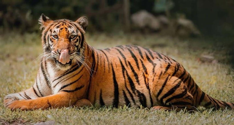 Cebu:Cebu Safari Adventure Park Day Trip - Getting in fast: skip the ticket line, then walk straight to the action