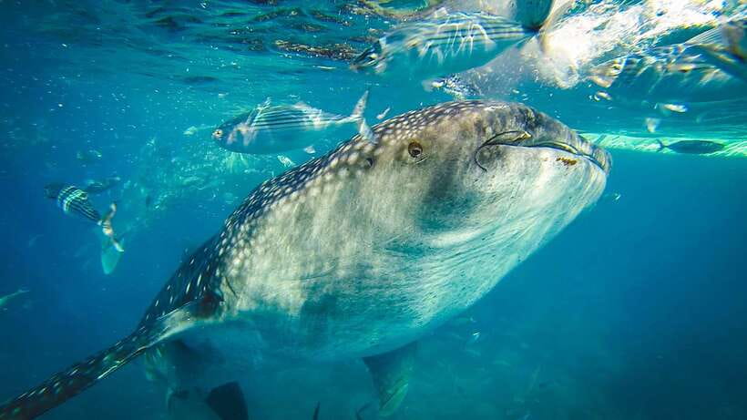 Cebu City: Whale Shark Swimming & Kawasan Falls Canyoneering - Badian Canyoneering, Jumps, Slides, and Pro Guidance That Keeps You Moving