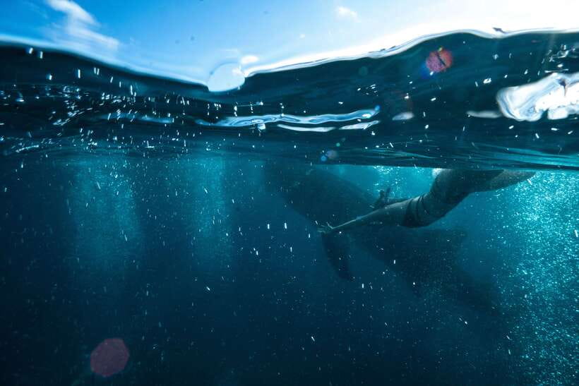 Cebu City: Whale Shark Swimming & Kawasan Falls Canyoneering - Kawasan Falls After Canyoneering, Why the Timing Works