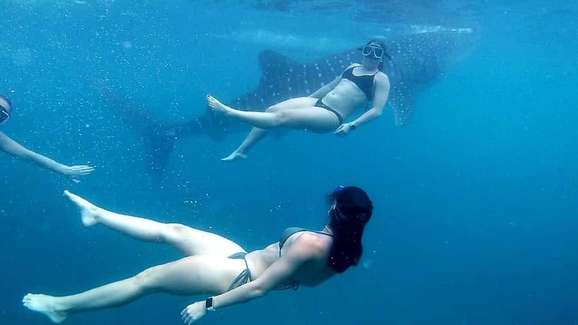 Cebu: Join Whale Shark Swimming & Kawasan Falls Canyoneering - Badian lunch and break time, built into the day