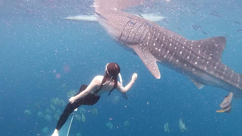Cebu: Join Whale Shark Swimming & Kawasan Falls Canyoneering - What to bring so you do not suffer through your own adventure