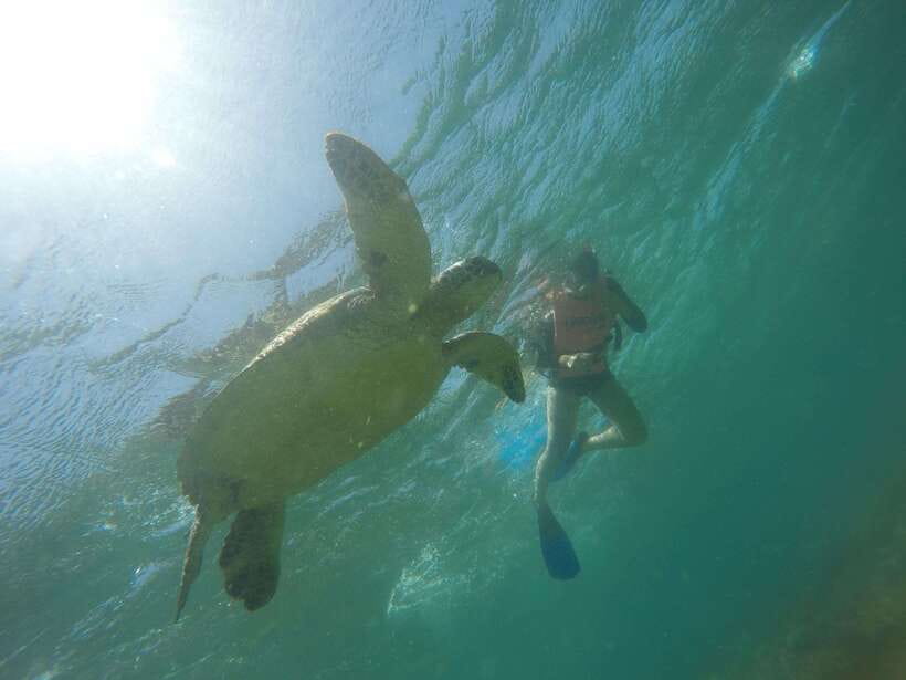 Cebu: Kawasan Canyoneering & Sardines Run and Turtle Chase - A 12-hour combo day in South Cebu: saltwater then river rock