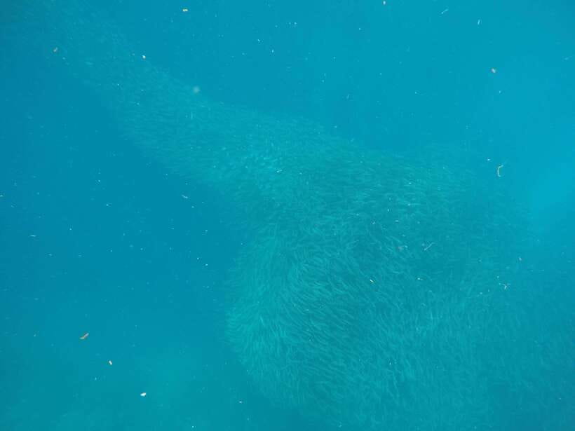 Cebu: Kawasan Canyoneering & Sardines Run and Turtle Chase - The Badian lunch stop: when you eat, and why it matters