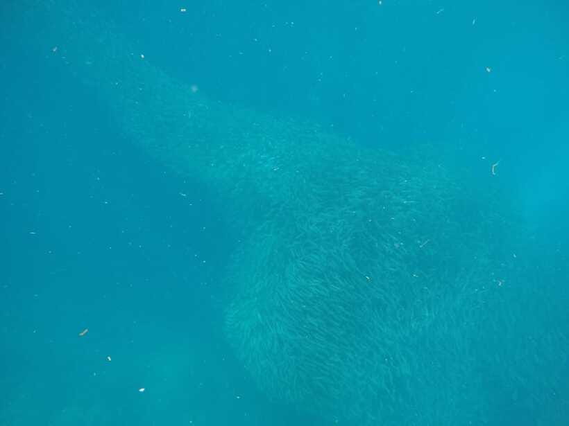Cebu: Kawasan Canyoneering & Sardines Run and Turtle Chase - FAQ