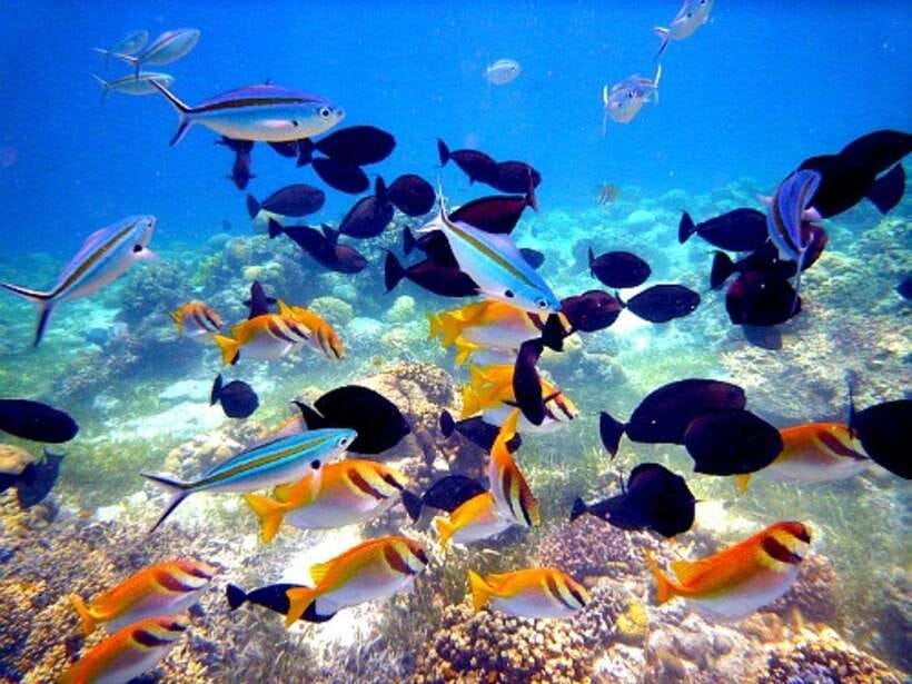Cebu: Mactan Island Hopping Boat Tour with Lunch - What to bring so the day stays fun (and not annoying)